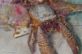   Very large hermit crab. Nikon d7000 60mm macro ikelite housing inon strobe light motion focus light. crab  
